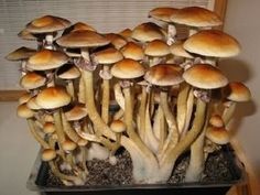 Can a Psilocybin Mushroom Trip Really Help Ease Anxiety?