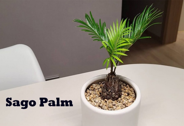 Non Flowering Sago Palm For Outdoor Garden