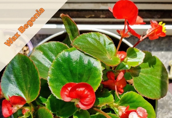 Wax Begonia Plant – Glossy Leaves And Gorgeous Flowers