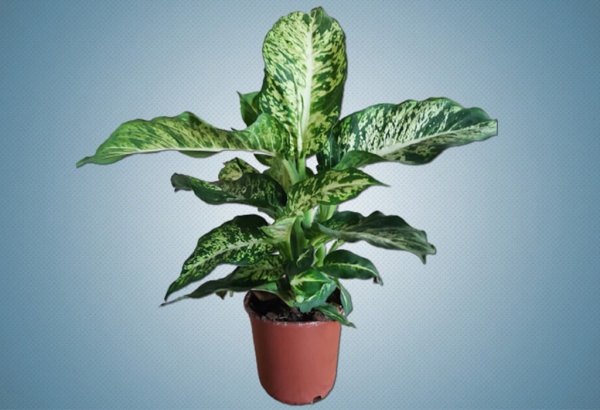Dieffenbachia Plant – Method To Grow & Care Dumb Cane