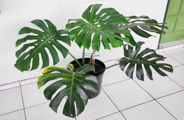 Monstera Plant – The Plant With Unique Shape Of Leaves.