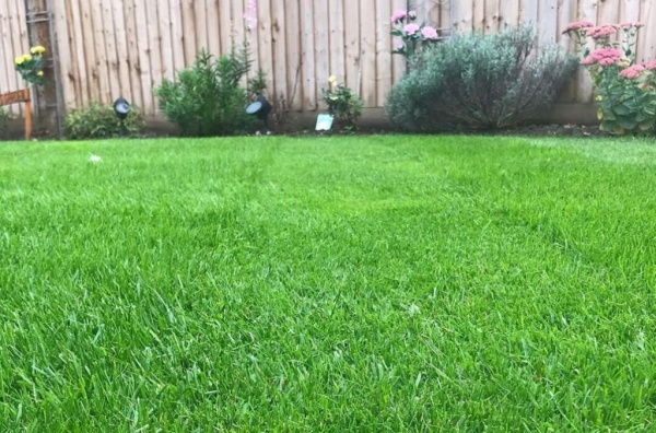 10 Types Of Lawn Grass And Caring Instructions